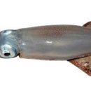 오징어pc 이미지