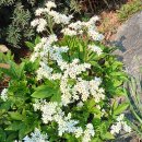 부천호수식물원 수피아 이미지