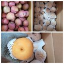 인기쟁이 황금 절임배추 내일부터 배송합니다 이미지