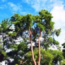 상록수(Evergreen) 이미지