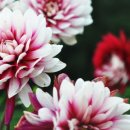 카스월드 이미지