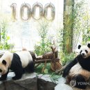 판다 - 화성시 송산포도로 56 | 판다