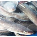 풍천장어 이미지