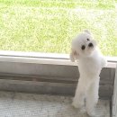 고려 애견 미용실 이미지