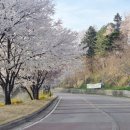리아코스 | 용인 해솔리아CC 솔·리아 코스 라운딩 후기, 벚꽃 흩날리는 아름다운 98타 악몽