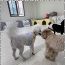 청주 애견유치원 꼬리흔들개Lucky 이미지