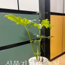 지지대 | 식물지지대 추천 후크월드 호프셀렘 지지대 사용후기