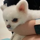 쿨펫동물병원(탄방점) 이미지