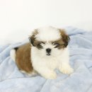 캐터리 플러스 이미지