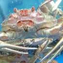 대게나라 이미지