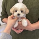 알까네 펫드라이브 | 정왕푸들분양 오이도 빨강등대 나들이가 특별한 인연으로 이어진 시흥 유앤미펫 후기