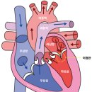 인천동물심장내과