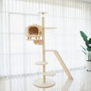 오로라 캣 이미지