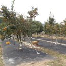 태선농장 이미지