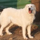 플란다스의개 이미지