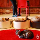 청춘 고양이 카페 이미지