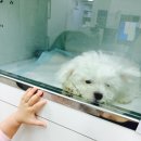 별사랑동물병원 이미지