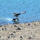 오리사냥 이미지