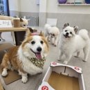 하울팟 케어클럽(분당서현점) 이미지