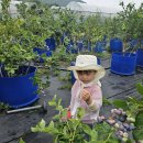 [부모참여] 블루베리 농장 체험🫐 이미지