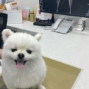 올치동물병원 | 광주동물병원 항상 가던 곳만 가게되네요
