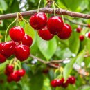 홍운농장 이미지