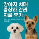 강아지 치매 증상과 관리 치료 후기 – 말티즈 시리 &amp; 요크셔테리어 뽀이의 회복 이야기