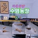 김포농장 | 김포 파충류샵'수염농장' 예쁜파충류 보고온 방문후기