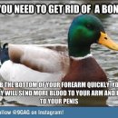 청둥오리 이미지