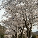 대구 구미 인근 벚꽃캠핑장 [경북 고령 숲에안기다 추천 후기] 벚꽃캠 명당추천