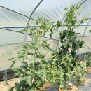 김정태 농장 이미지