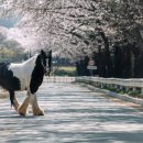 경마공원대로 이미지