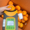 판매종료 // (베타 봄동,아욱,꽈리고추,부추) // 부사 사과 , 제주도 귤, 대추방울토마토 이미지