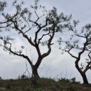 (직) 소나무 17주 - 정원용/수목장용 이미지