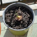 고향땅가든 | 이탈리아 생활｜테라스에서 한국 채소 키우기: 방울토마토 파종부터 바질 키우기까지 성공 후기