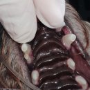 보듬동물병원 | [육견일기] 강아지 동물병원; 치아파절로 치과 갔다왔어요. 장기역 근처 보듬동물의료센터 내원후기