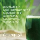 트루그린 이미지