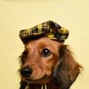 러브펫 동물병원 이미지