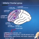 신경과학(신경해부학)7강 이마엽 이미지