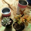 냅킨 아트 화분 만들기 이미지