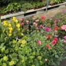 평안꽃식물원 이미지