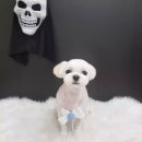 그루밍조이 이미지