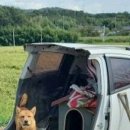 개:차반