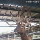 성환엘크사슴농장 이미지