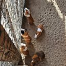 중앙목장 | 가평 아이랑 가볼만한곳 겨울 가평 양떼목장 가격 카페 후기