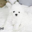 강아지 분양 프러포즈펫 이미지