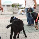 산지흑염소 이미지