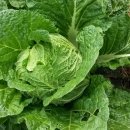 수촌농장 이미지