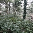 아름다운 숲을 찾아서 / 북제주군 구좌읍 평대리 비자림 이미지