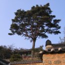 삼괴정 이미지